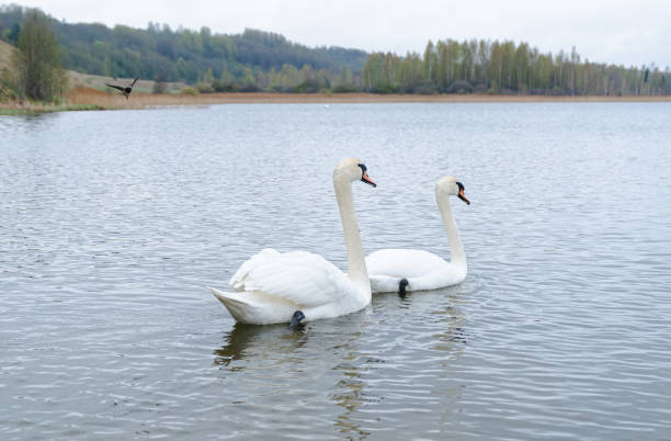 istock Swans in water. White swans. 2199543299