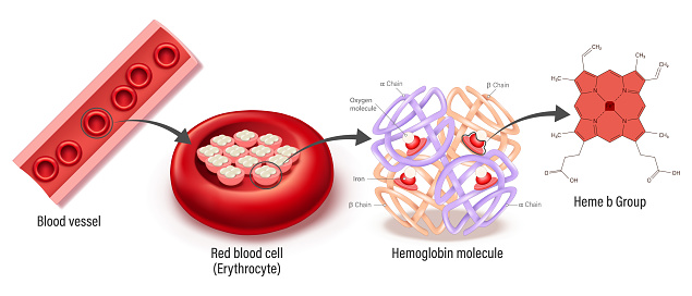Hemoglobin Inside Rbc Structure Of Blood Vessel Red Blood Cell Hemoglobin Molecule And Heme B ...
