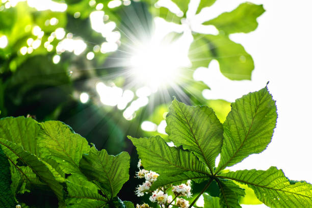 Chestnut tree with back light and lush foliage at springtime, aesculus hippocastanum