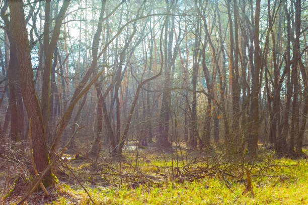 green forest glade in a sunlight, beautiful seasonal natural background