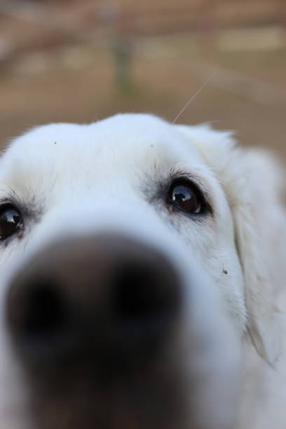 istock Adorable White Puppy Closeup 2199546298