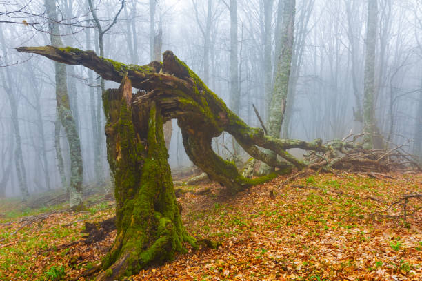 istock beech forest in dense mist, calm outdoor forest scene 2199546494