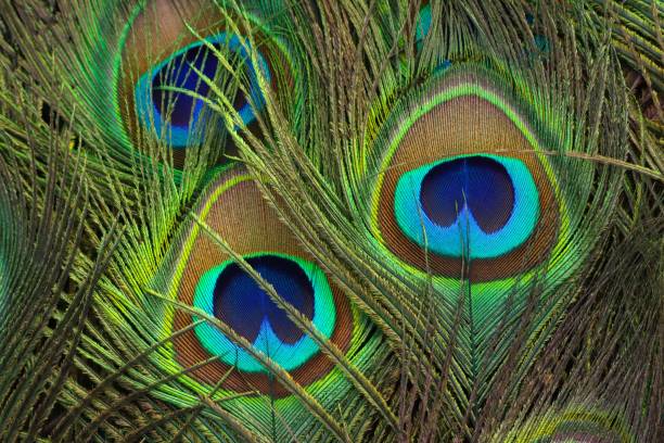 istock Close-up of vibrant peacock feathers with intricate patterns and colors. 2199547503