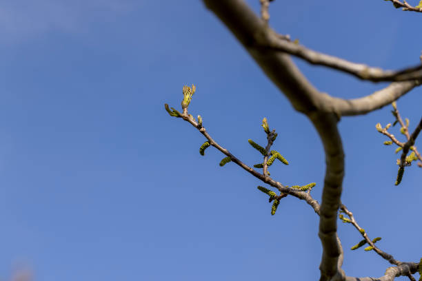 A walnut blooming against a sky close up, sunny weather in an orchard with walnuts