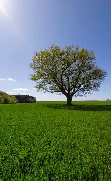 istock a tree growing in a field with green wheat 2199550469