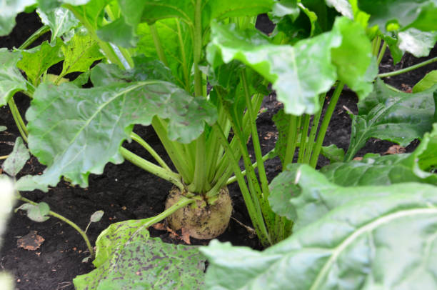 istock Sugar Beet Plant isolated on the agricultural field 2199553583