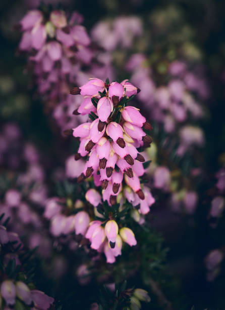 Erica Alice (heath, heather) flower close up. Spring floral background. selective focus