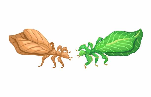 Leaf Insect Scetch How To Draw Leaf Insects