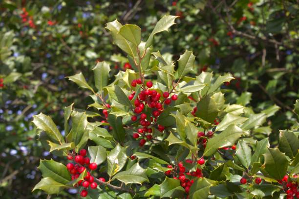 istock Vibrant Holly Berries and Leaves 2199555550
