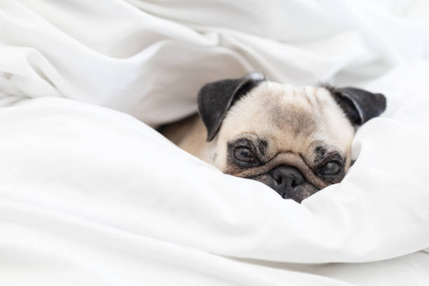 istock Adorable Pug Enjoying Under a Cozy White Blanket on the Bed 2199557702