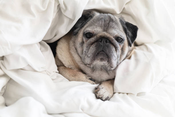 istock Sleepy Pug Wrapped in a Soft Blanket, Enjoying a Quiet and Cozy Atmosphere 2199557703