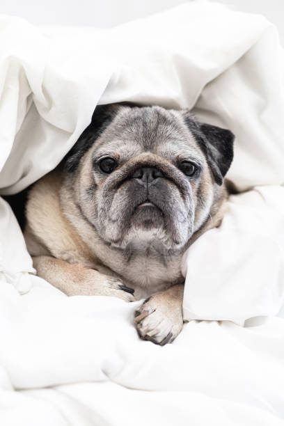 istock Cozy Pug Wrapped in a Soft White Blanket, Enjoying a Peaceful Moment 2199557860