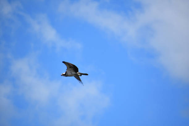 istock Fish Hawk Bird Flying and Gliding in Summer Skies 2199559655