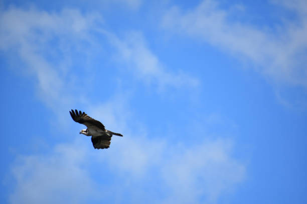 Fantastic flying bird of prey against blue cloudy skies in the summer.