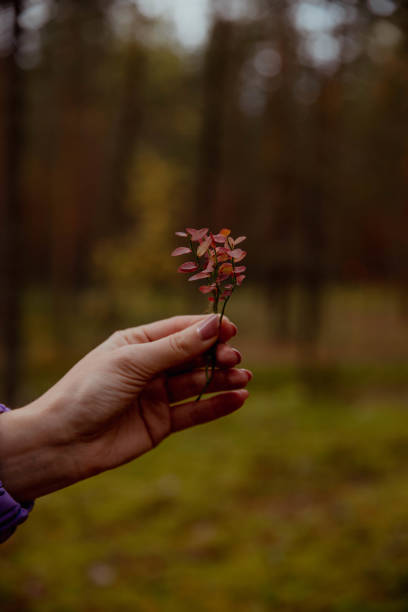 istock Autumn red leaves in the hands 2199560680