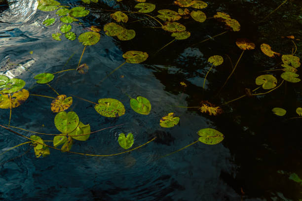 istock Water ripples and waves with water lilies 2199561063