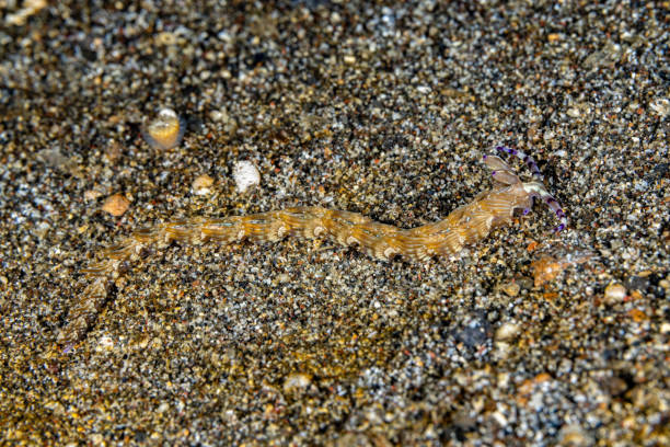 The aeolid nudibranch, commonly known as 'Blue Dragon', Pteraeolidia ianthina occurs in the tropical Indo-Pacific from East Africa and the Arabian Sea to Australia across to Japan and Hawaii, New South Wales and Indonesia in a depth range from 1 to 32m, max. length 15cm. The species is way ahead of man in harnessing solar energy. Pteraeolidia has evolved a method of capturing and farming microscopic plants (zooxanthellae) in its own body by feeding on hydroids with symbiotic zooxanthellae. The plants flourish in this protected environment and as they convert the sun's energy into sugars, they pass a significant proportion on to the nudibranch for its own use. This specimen was encountered in the Lembeh Strait, Indonesia 1°28'8.916 N 125°14'39.102 E at 15m depth