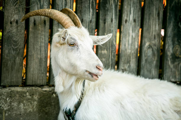 istock animal, goat, milk, nature, farmer, shepherd 2199565275