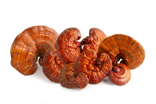 istock Lingzhi or Reishi mushroom isolated on white background with clipping path. 2199567797
