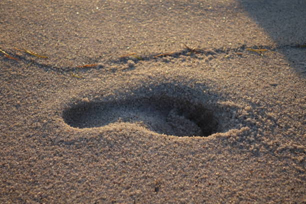 Human footprint in he sand on the beach on a sunny morning