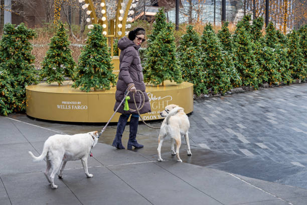 Hudson Yard, Manhattan, New York, United States - January 11th 2025:  Woman in winter clothes with two white dogs in leashes outside a fancy shop