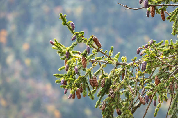The fruit of autumn spruce tree