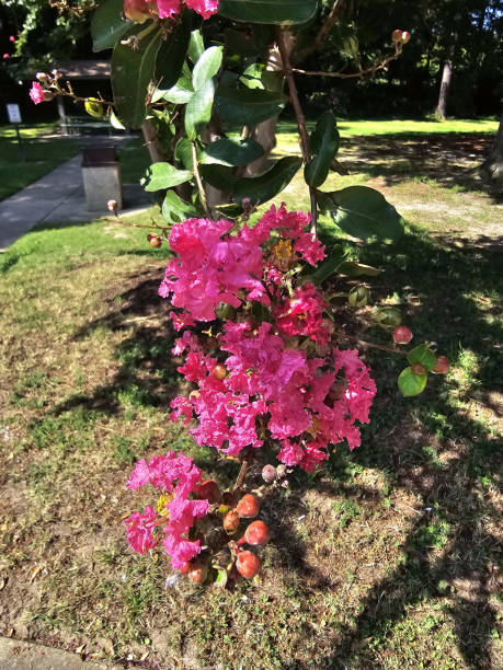 Flowers Garden Pink Tree Bush Green Grass