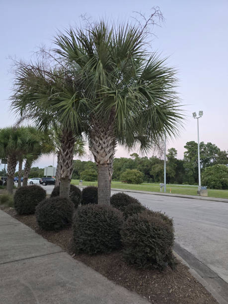 Beach Palm Tree Bushes Road Sidewalk