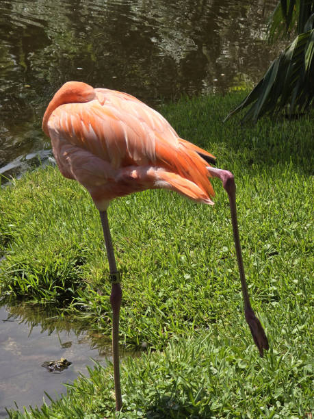 Birds Colorful Pink Flamingo