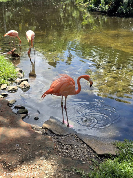 Birds Colorful Pink Flamingo
