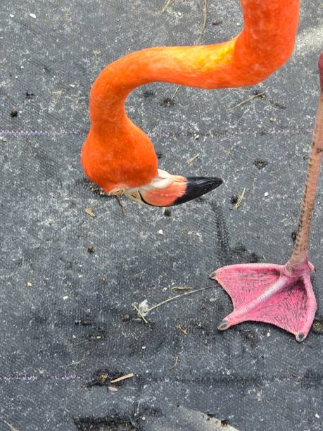 Birds Colorful Pink Flamingo