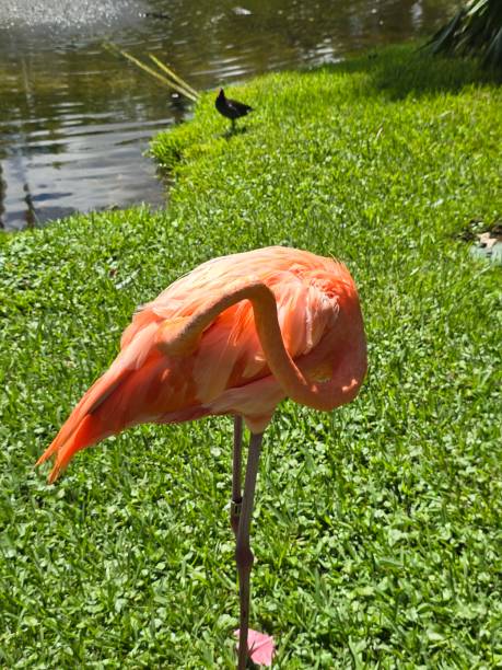 Birds Colorful Pink Flamingo