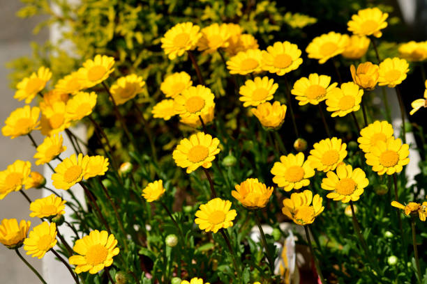 istock Argyranthemum frutescens / Paris daisy / Marguerite daisy: 2199579097