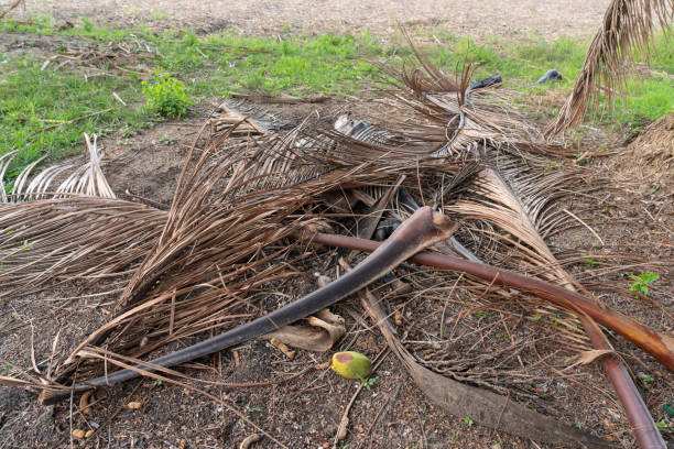 istock Pile of dried coconut leaves 2199583099