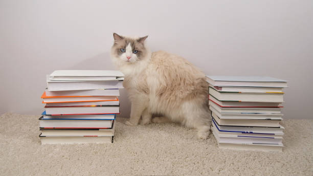 istock Cute ragdoll cat and books in stacks on white carpet. 2199583974