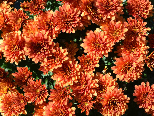 istock orange chrysanthemum flowers 2199586712