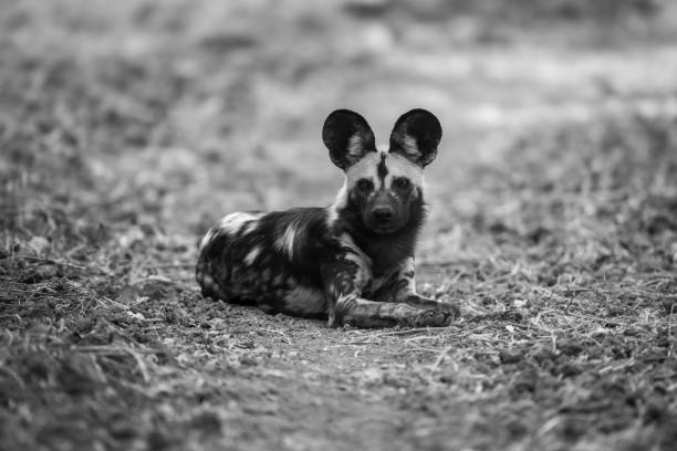 Mono African wild dog lies pricking ears