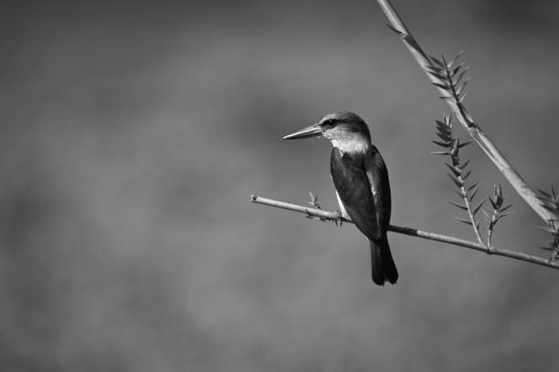 istock Mono brown-hooded kingfisher with catchlight on branch 2199587707