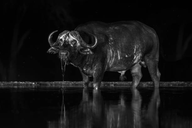 Mono Cape buffalo stands dribbling at night