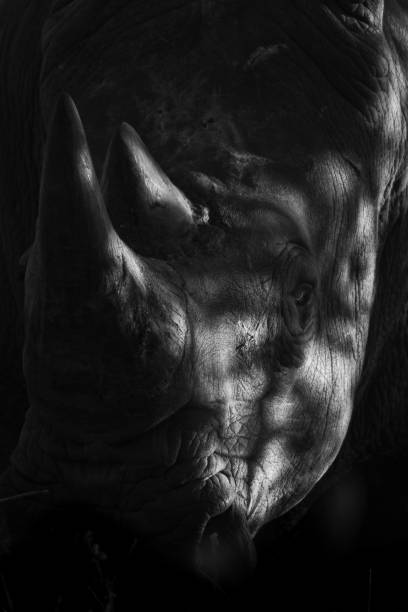 istock Mono close-up of white rhino in sunlight 2199587723