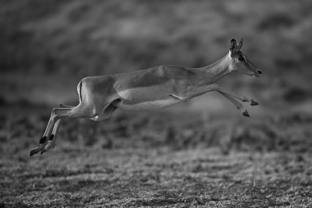 istock Mono impala jumps across savanna in sunshine 2199587745