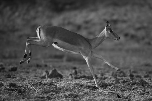 istock Mono impala runs across savanna in sunshine 2199587750
