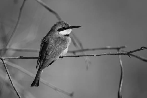istock Mono little bee-eater in profile on twig 2199587800