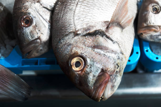 istock Fresh fish on display at a seafood market 2199588637
