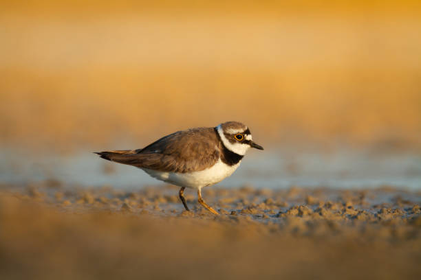 istock Shorebird Charadrius dubius, Little Ringed Plover on blurred background summer time Poland Europe 2199590055