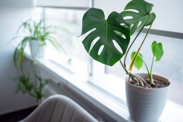 istock indoor plant on white windowsill against window background 2199590843