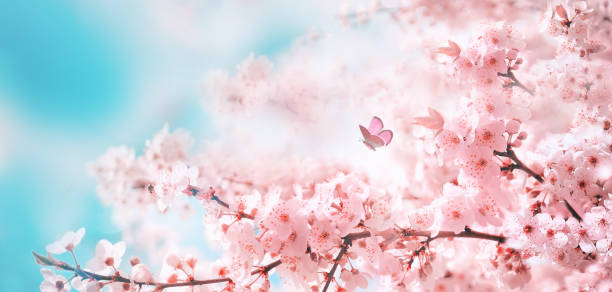 Beautiful, bright, wide-format image of spring cherry blossoms.