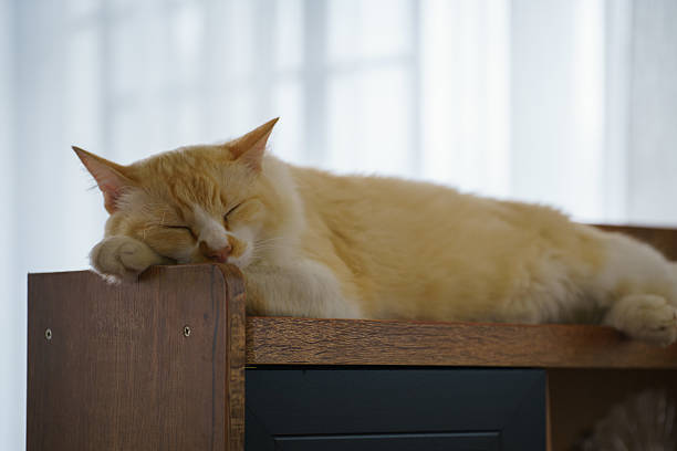 An orange cat is sleeping on the headboard near the window.