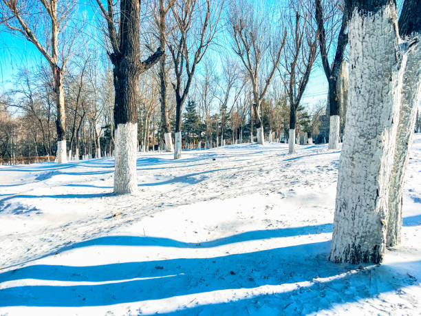 Tree branches in winter at sunset in the Samara region