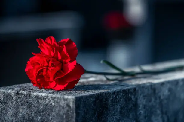 Red carnation on gravestone in cemetery Red carnation on gravestone in cemetery